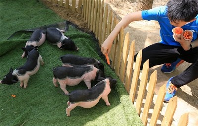 Ką darytumėte, jei jūrų kiaulytė gautų šilumos smūgį?